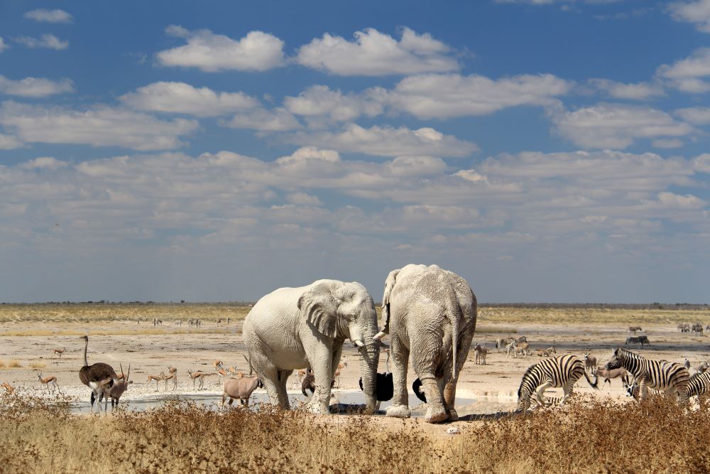 Etosha National Park in Nambia